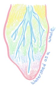 The hand drawn image is a graphic recording captured during RAWG meetings. It shows rivers on a colorful background and reads "watershed as a whole".